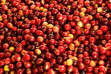 close up of fresh coffee beans for background                                                                                