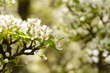 Beautiful fruit tree blooming, spring time pear branches blossom
