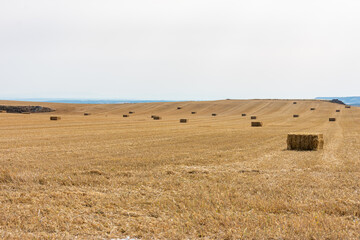 straw alpacas in the yellow working fields
