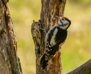 Mother woodpecker feeding juvenile baby on a tree trunk