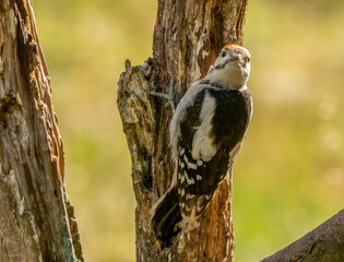 Mother woodpecker feeding juvenile baby on a tree trunk
