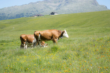 COWS GRAZING IN THE MOUNTAINS