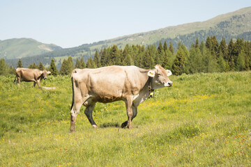 COWS GRAZING IN THE MOUNTAINS
