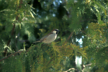 Birds