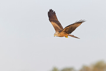 A black kite (Milvus migrans) in flight.