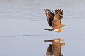 A black kite (Milvus migrans) flying and cathing a fish.
