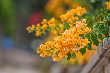 yellow flowers in the garden