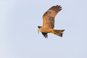 A black kite (Milvus migrans) in flight.