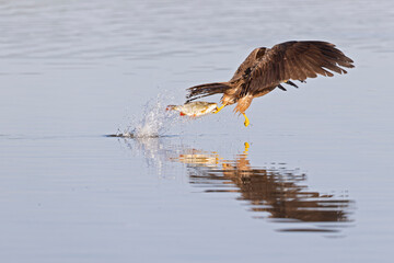 A black kite (Milvus migrans) flying and cathing a fish.