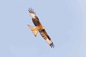 A red kite (Milvus milvus) in flight.