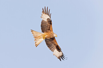 A red kite (Milvus milvus) in flight.