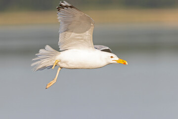An European herring gull (Larus argentatus) in flight with one leg.