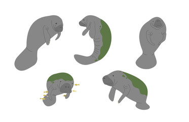 Manatee 4 cute on a white background, vector illustration