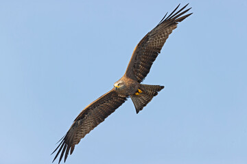 A black kite (Milvus migrans) in flight.