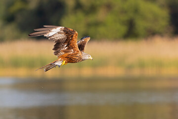 A red kite (Milvus milvus) flying and holding a fish.