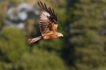A red kite (Milvus milvus) flying and holding a fish.