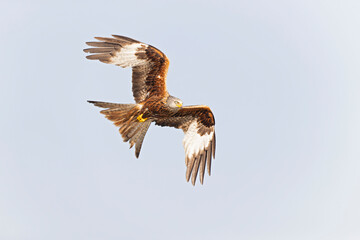 A red kite (Milvus milvus) in flight.