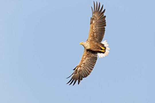 A white-tailed eagle(Haliaeetus albicilla) soaring with spread wings.