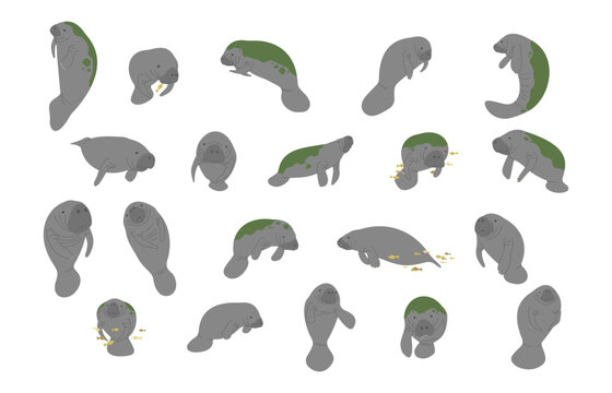 Manatee collection 1 cute on a white background, vector illustration