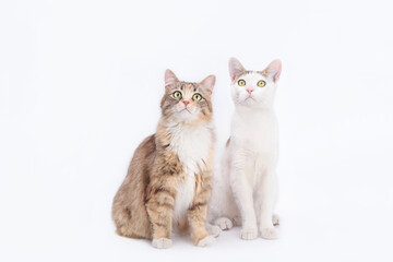 Obraz premium Big fluffy Cat with big eyes is sitting next to a white small Cat on a white background. Portrait of two cats. Animal friendship. Animal theme. Close up different two cats. Empty space for text