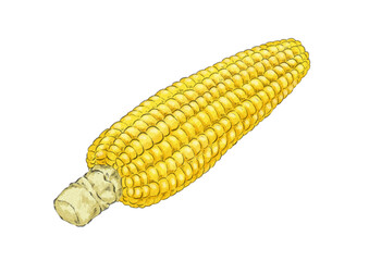 とうもろこしのイラスト（水彩風）