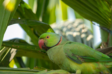 Close up view of the green rose-ringed (Psittacula krameri) parakeet also known as the ring-necked parakeet taking food from clay pot at open balcony.