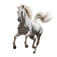 Obraz na płótnie Canvas white horse isolated