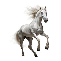 Plakat white horse isolated