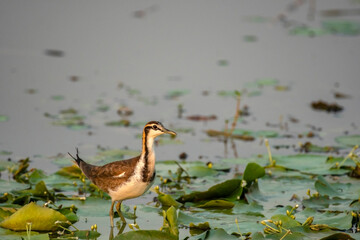 Pheasant-tailed Jakana bird looking for food on leaf of water lilies at Baraipur near Kolkata