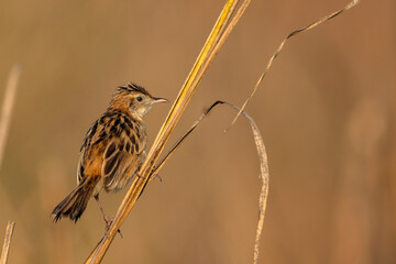A beautiful grass land bird sitting on leaf..