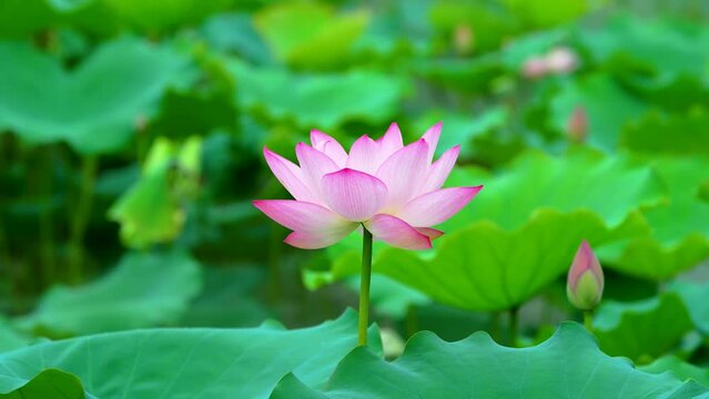 lotus flower blooming in summer pond with leaves as background