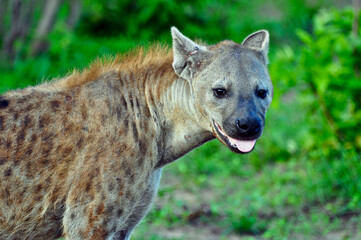 Naklejka premium Spotted hyena, Botswana