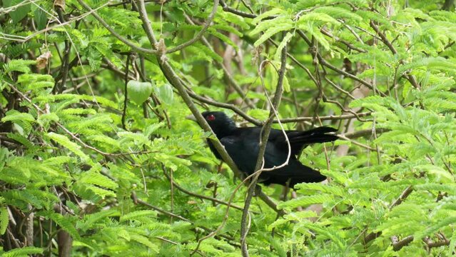 Asian koel sits motionless in tree, partially obscured by branches and leaves.