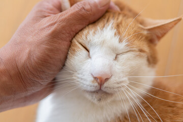 猫を撫でる　茶トラ白