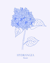 Hydrangea. Logo. Trendy botanical elements. Hand drawn line leaves and flowers. Hydrangea, flower, hydrangeas, floral illustration, blossom, bloom