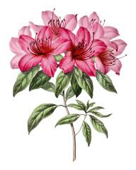 Botanical vintage hand drawn pink azalea flower on a transparent background