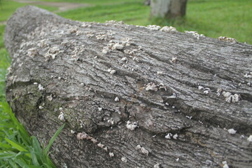 The texture is embossed from the moldy bark of a dead tree
