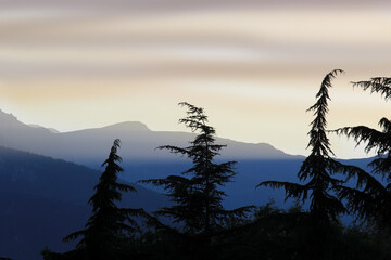 evergreen trees silhouette at dusk
