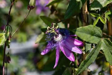 Close Up of a flowering Passiflora. This plant is also known as passion flowers or passion vines. Passion flowers produce regular and usually showy flowers with a distinctive corona.