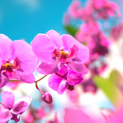 Naklejka na ściany i meble Floral background with blooming purple or pink phalaenopsis orchid. Flowers.