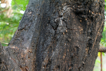 burnt tree bark background texture
