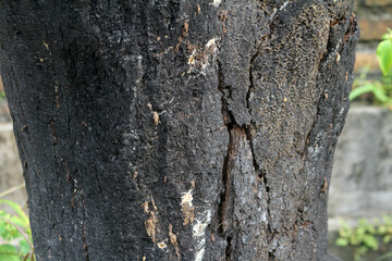 burnt tree bark background texture
