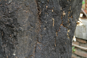 burnt tree bark background texture
