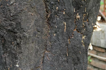 Fototapeten burnt tree bark background texture  © Dyto