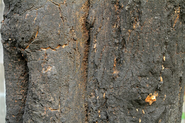 burnt tree bark background texture

