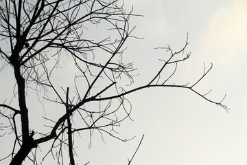 silhouette tree branch with sky background
