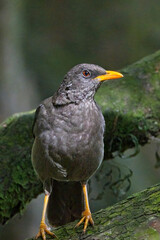 Great Thrush, (Turdus fuscater), perched on a branch, Botanic Gardens, Bogota, Colombia.