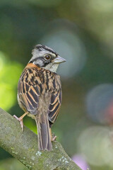 Rufous-collared Sparrow (Zonotrichia capensis) perched on a branch, Botanic Gardens, Bogota, Colombia.