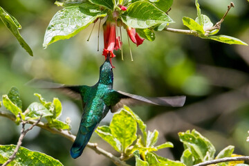 Sparkling Violetear hummingbird, (Colibri coruscans) feeding from a flower, hovering, Bogota Botanic Gardens, Bogota, Colombia.