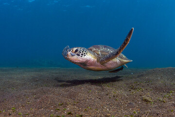 Green Turtle - Chelonia mydas. Sea life of Bali, Indonesia.